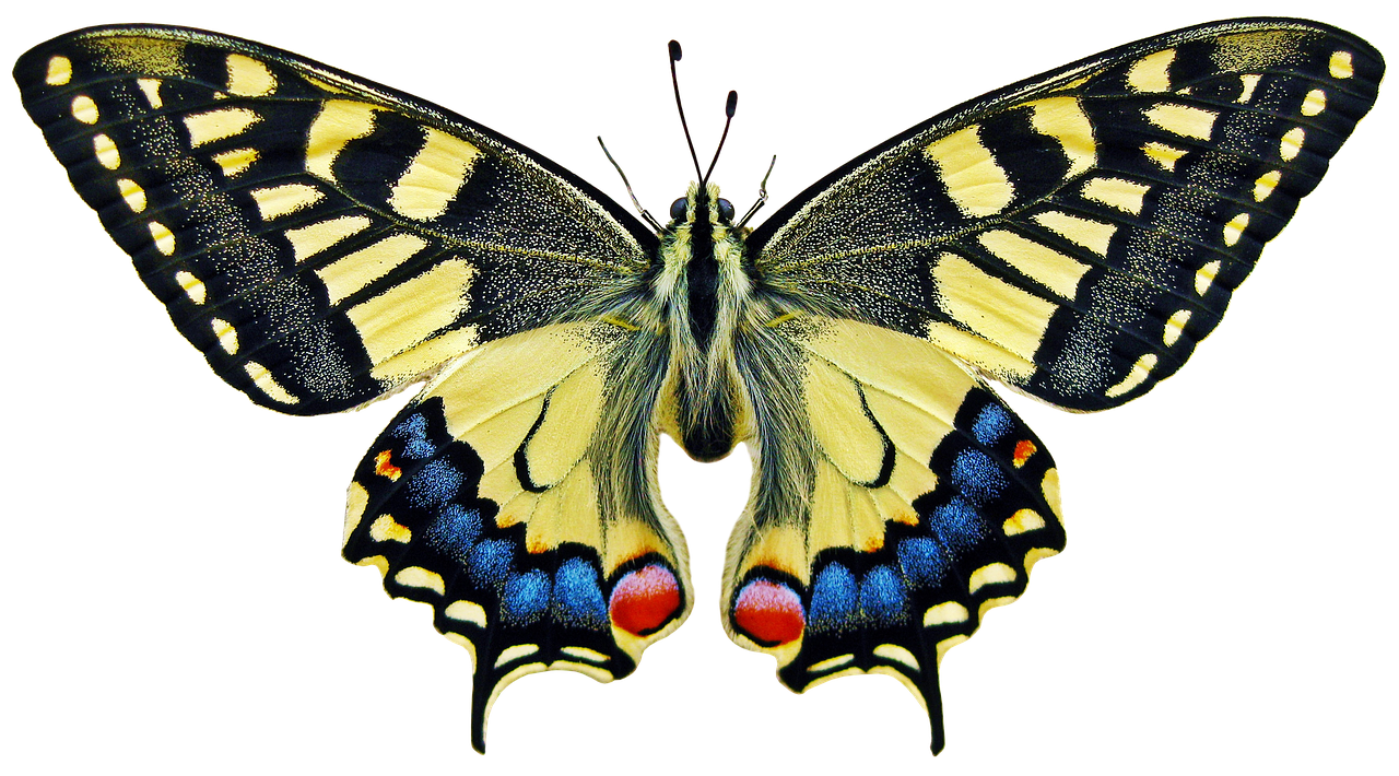 Butterfly Classification