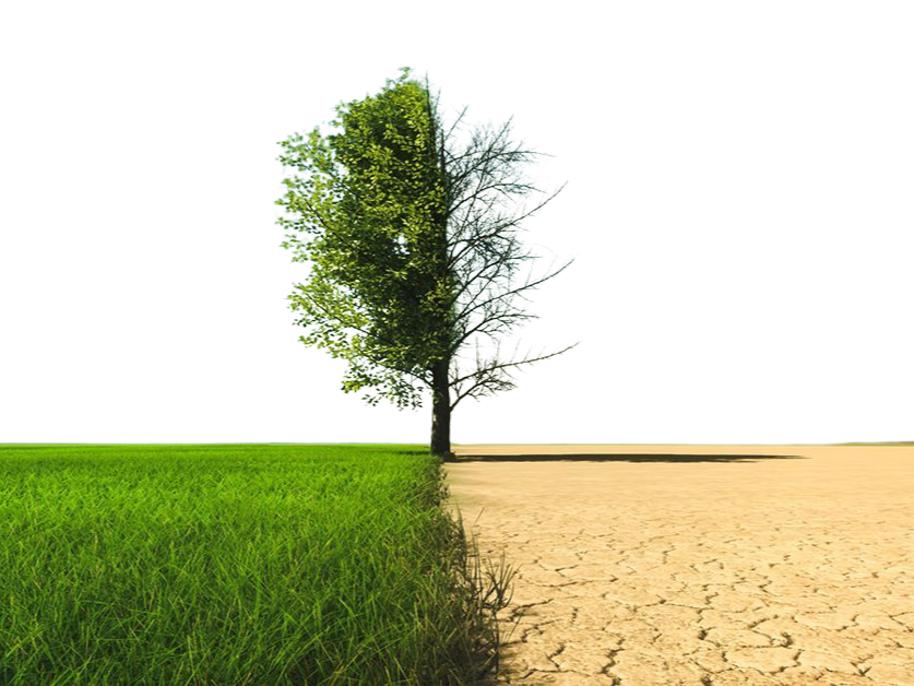 A tree with one side dead and the other alive